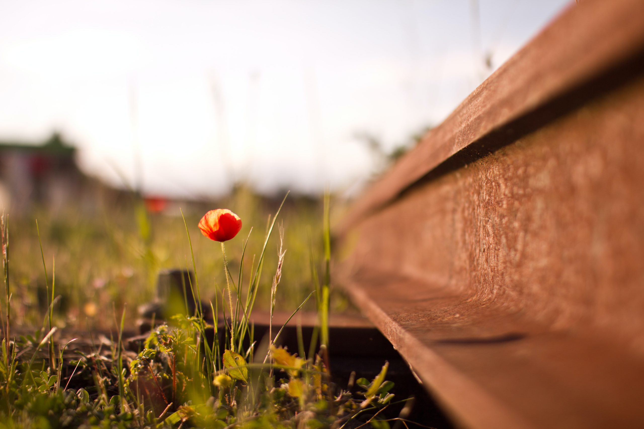 Hermit Crabs, Growing Pains, and Letting Go